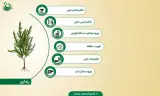 رزماری فروشی دریا