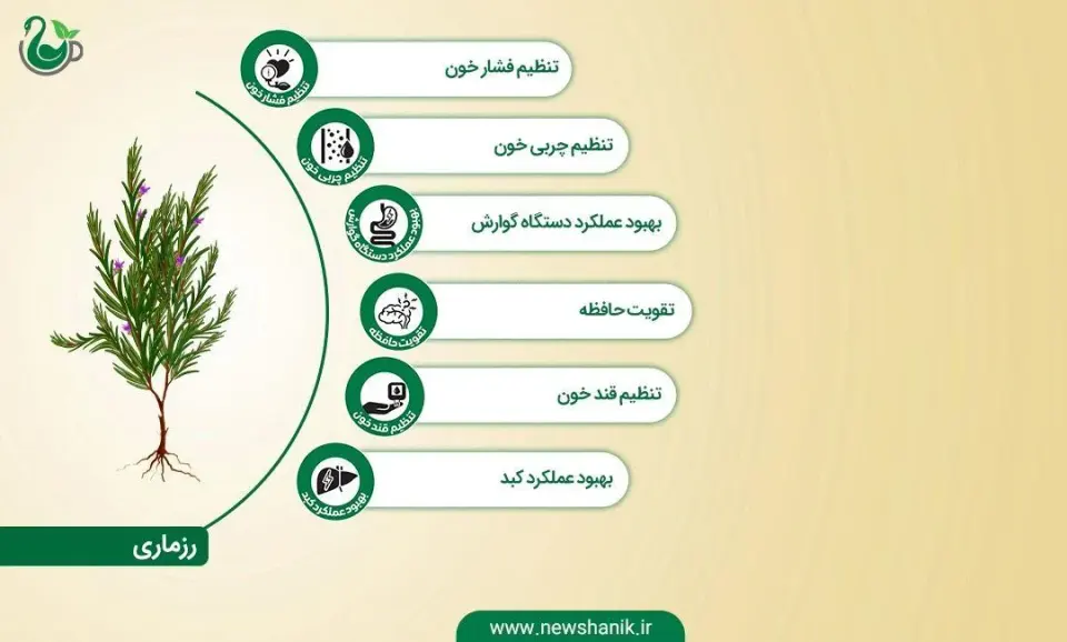 رزماری فروشی دریا