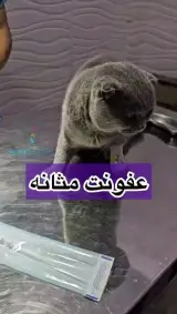 کلینیک دامپزشکی دوست خوب