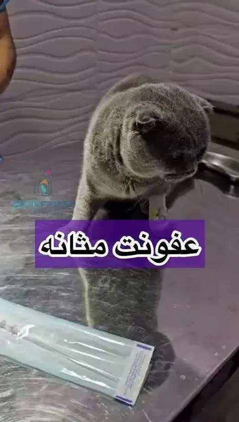 کلینیک دامپزشکی دوست خوب