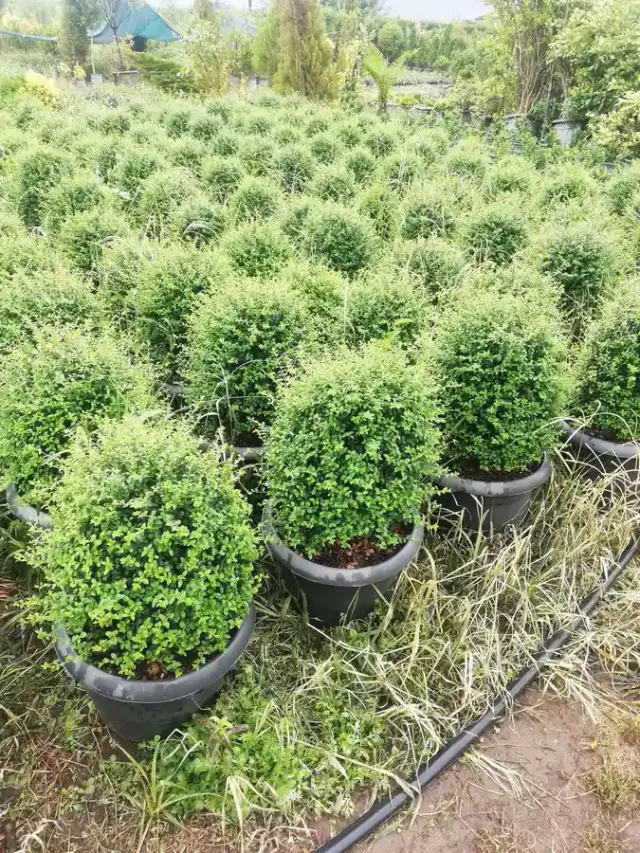 کلبه سبز گل و گیاه رامشینی
