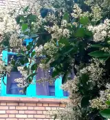 مهمانپذیر سلام تهران در محله بهار تهران