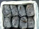 فروش عمده خرمای مضافتی درجه یک