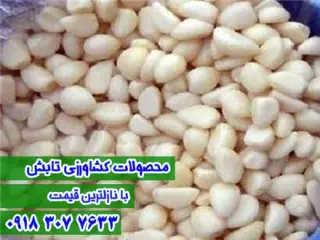 تولید و فروش سیر مروارید همدان , ثوم مخلل