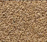فروش دان جوجه و دان پرندگان زینتی