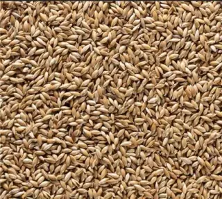 فروش دان جوجه و دان پرندگان زینتی