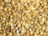 فروش ارزن درشت