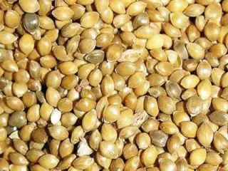 فروش ارزن درشت