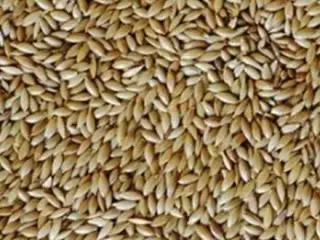 خرید و فروش ارزن ، کافشه و تخم کتان