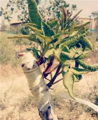 فروش پیوندک سبز نهال پسته