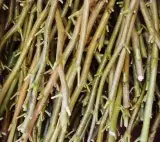 خدمات پیوند نهال