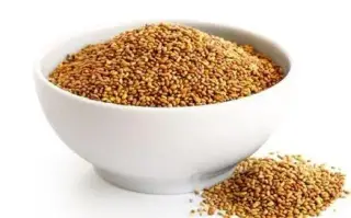 فروش بذر یونجه همدانی پایه بلند