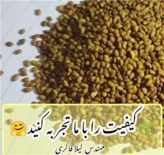 فروش بذر یونجه دیم اصل