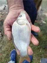 خرید و فروش انواع ماهی و بچه ماهی گرمابی ( کپور ماهیان )
