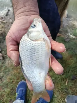 خرید و فروش انواع ماهی و بچه ماهی گرمابی ( کپور ماهیان )