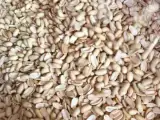 بادام زمینی به قیمت عمده و ارسال رایگان