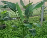 اجرای فضای سبز