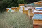 عسل کوهستانی افشین