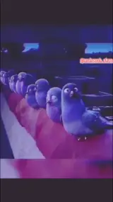آنلاین شاپmahposhshap