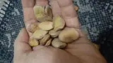 حبوبات طاهرلو