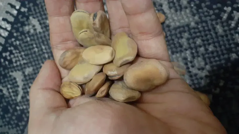 حبوبات طاهرلو