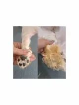 سحر رضایی