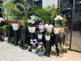 گالری گل روژانو