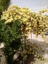 رستوران پاداش