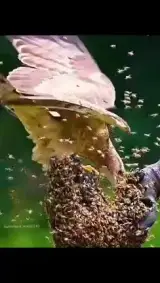 عسل سور