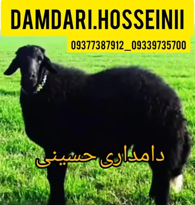 خرید و فروش دامداری حسینی در زنجان