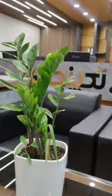 تک پنجره اردانی