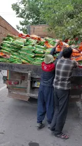 شرکت کشاورزی کاتوزا