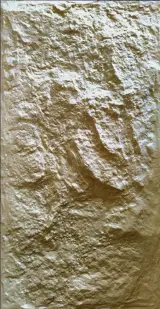 دیوارپوش صخره ای