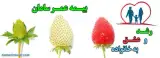 نماینده بیمه فردیس