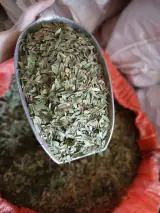 عطاری بلوط