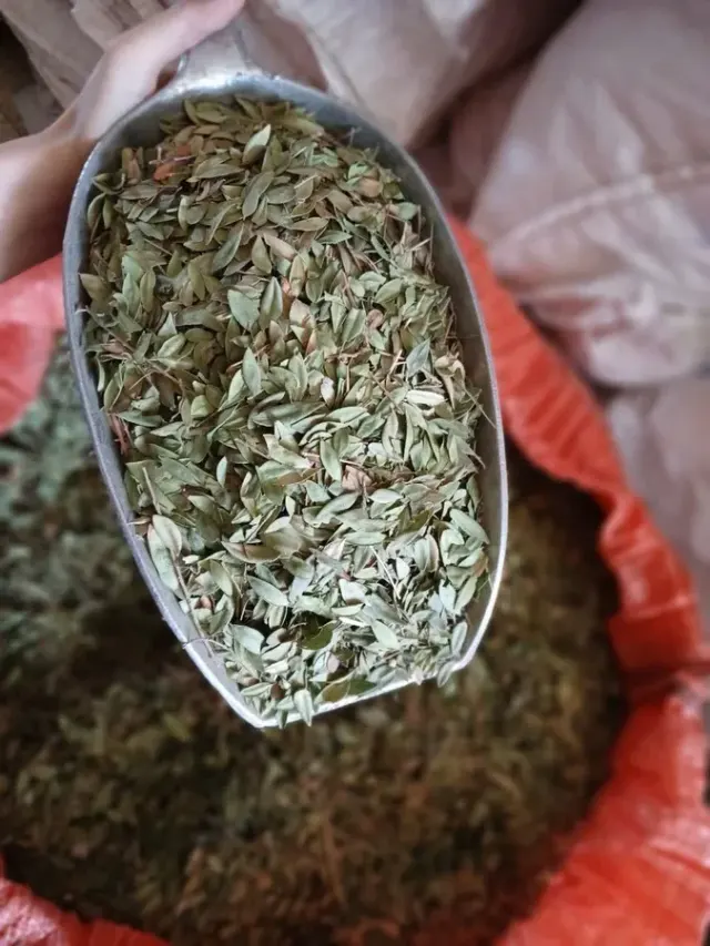 عطاری بلوط