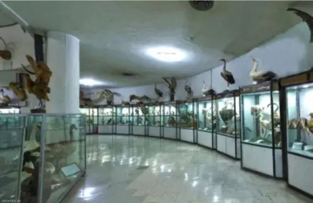 موزه تاریخ طبیعی