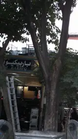 باربیکیو