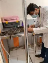 کلینیک تخصصی حیوانات خانگی پاستور