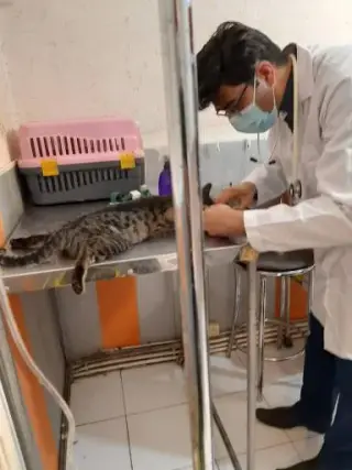 کلینیک تخصصی حیوانات خانگی پاستور