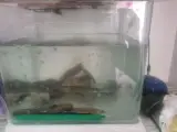 اکواریوم ایرانیان