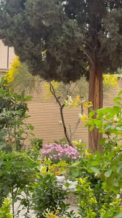 آموزشگاه موسیقی سوپرانو