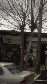 عکاسی و فیلمبرداری شقایق