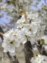 موسسه خیره نگین شهر