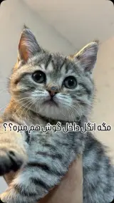 داتیس پت شاپ