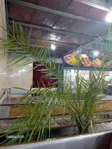 کبابی آرکا