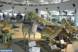 موزه تاریخ طبیعی دانشگاه شیراز