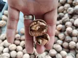 فروش عمده گردو و بادام درختی قیمت عالی