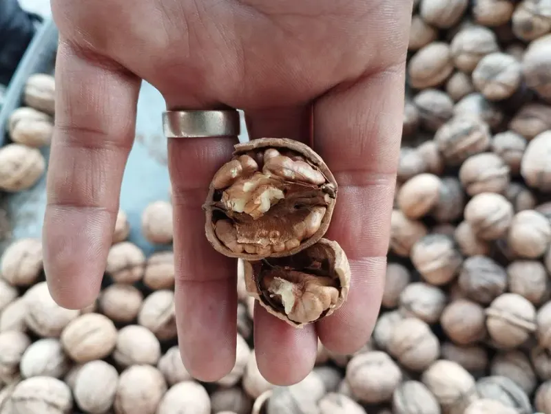 فروش عمده گردو و بادام درختی قیمت عالی
