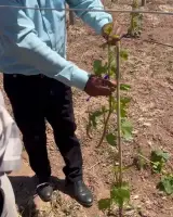 شرکت مهندسی کشاورزی خزانه صحرا